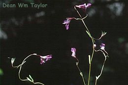 Image of spinster's blue eyed Mary