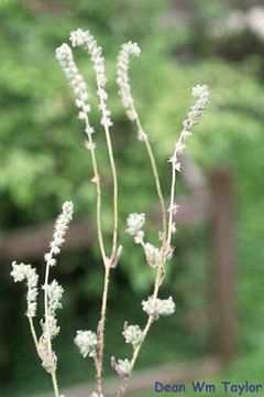 Image of bearded cryptantha