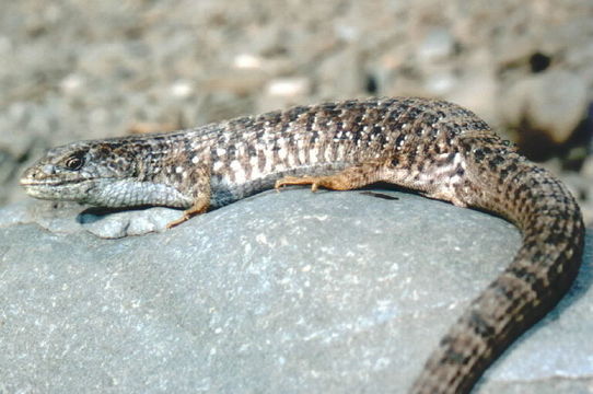 Image of northern alligator lizard