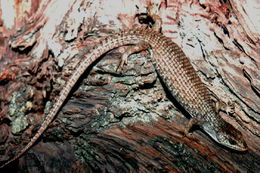 Image of northern alligator lizard