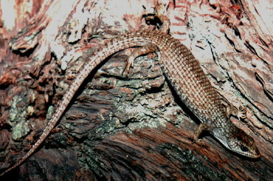 Image of northern alligator lizard