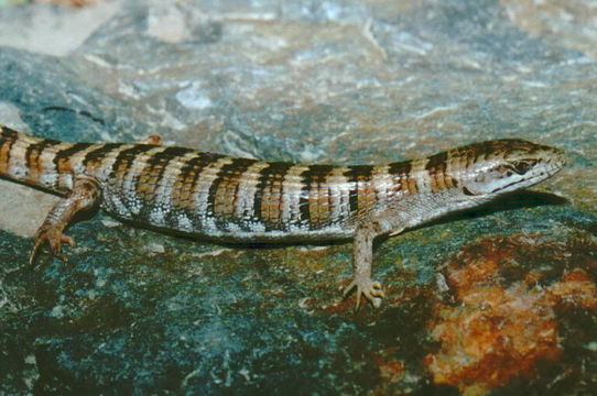 Image of Panamint Alligator Lizard