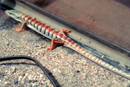 Image of Southern Alligator Lizard