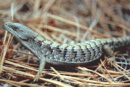 Image of Southern Alligator Lizard