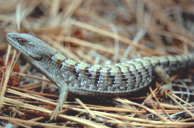 Image of Southern Alligator Lizard