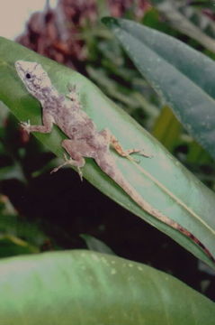 Image de Anolis distichus Cope 1861