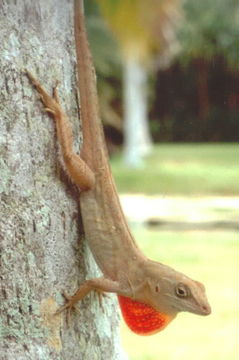 Image of Bahaman brown anole