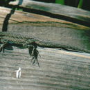 Image of Baja California Brush Lizard