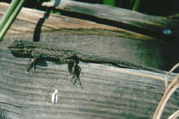 Image of Baja California Brush Lizard