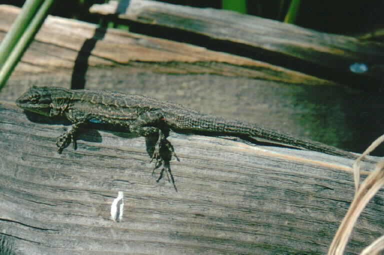 Sivun Urosaurus lahtelai Rau & Loomis 1977 kuva