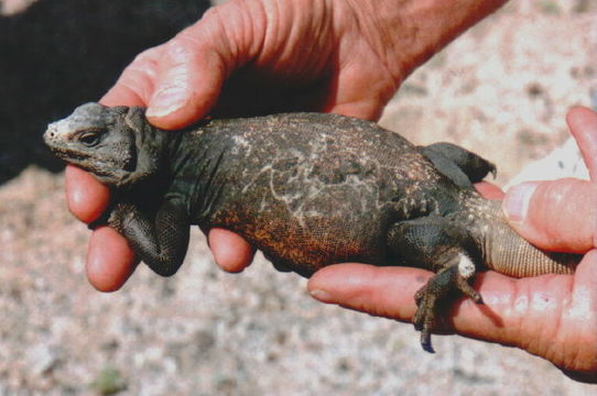 Sivun Chuckwalla kuva