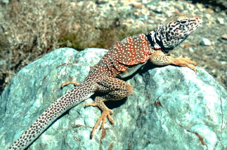 Image of Great Basin Collared Lizard