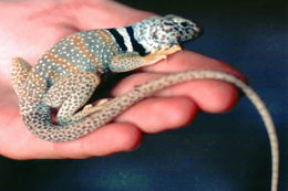 Image of Great Basin Collared Lizard