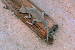 Image of Lesser Earless Lizard