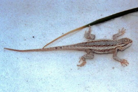 Image of Southwestern Fence Lizard