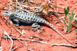 Image of Southwestern Fence Lizard