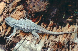 Image of Western Fence Lizard