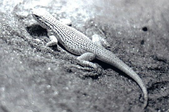 Image of Coachella Valley Fringe-toed Lizard