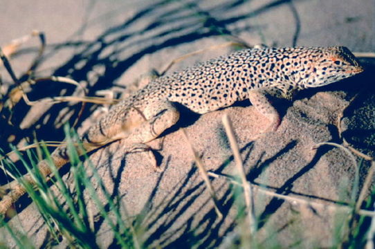 Image of Mojave Fringe-toed Lizard