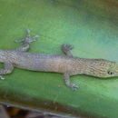 Image of Ashy gecko