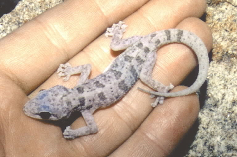 Image of Peninsula Leaf-toed Gecko