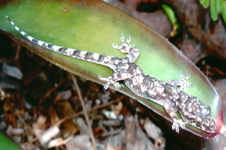 Image of Tropical house gecko