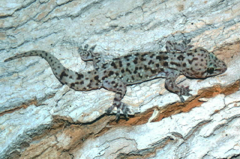 Image of mediterranean house gecko