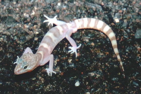 Image of Western Banded Gecko