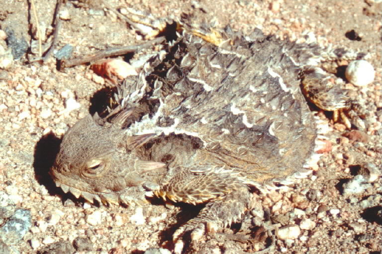 Image of San Diego Horned Lizard