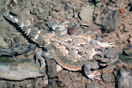 Image of Desert Horned Lizard