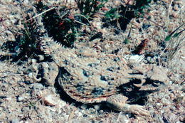 Image of Desert Horned Lizard