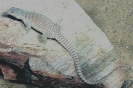 Image of Northern Desert Iguana