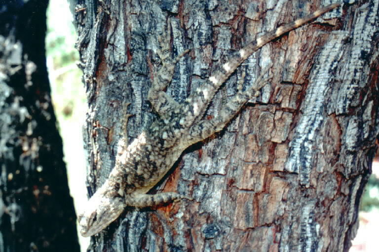 Image of Clark's spiny lizard