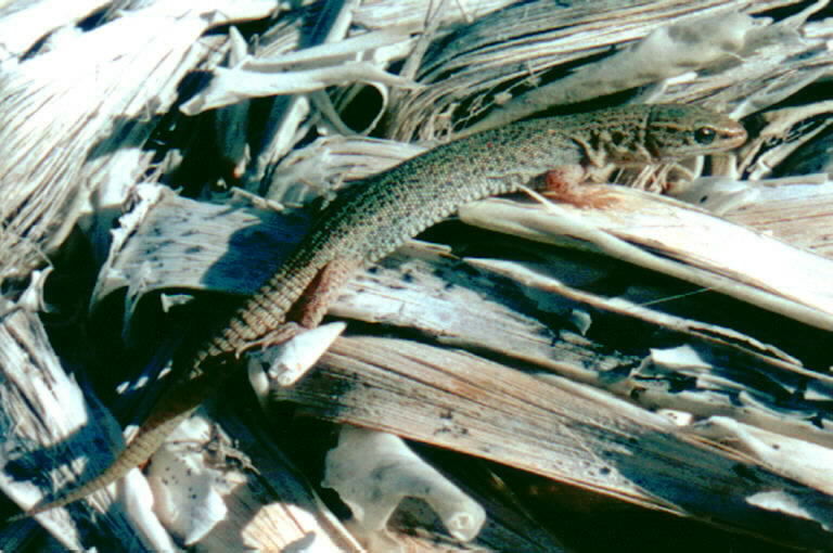 Image of Desert Night Lizard