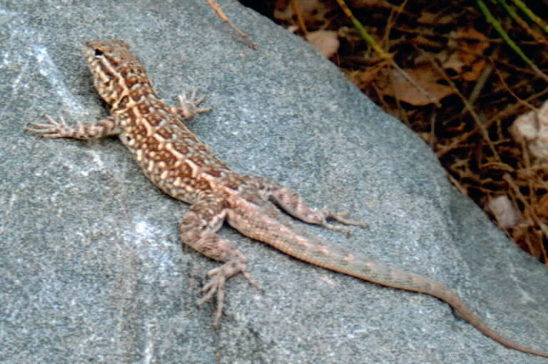 Image of common side-blotched lizard