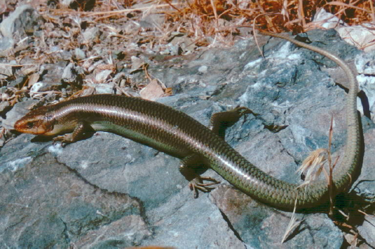 Image of Gilbert's Skink