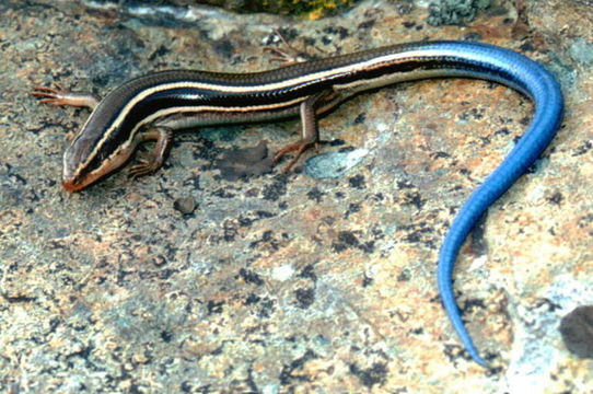 Image of Western Skink