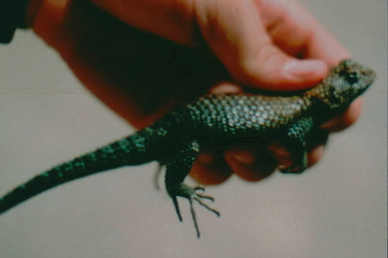Image of Granite Spiny Lizard