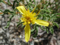 Image of singlehead goldenbush