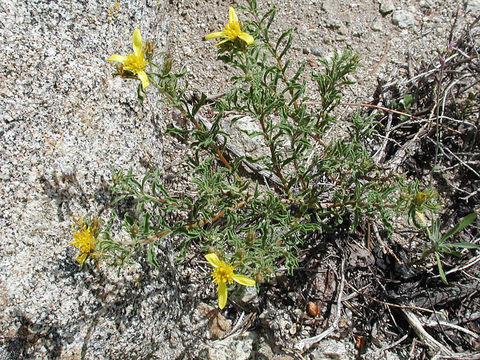 Image of singlehead goldenbush