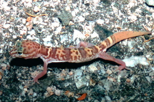 Image of Western Banded Gecko