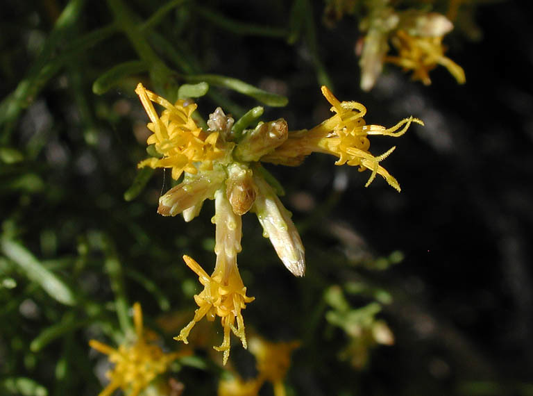 Ericameria teretifolia (Dur. & Hilg.) Jepson resmi