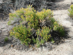 Image of green rabbitbrush