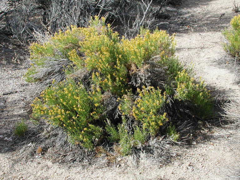 Ericameria teretifolia (Dur. & Hilg.) Jepson resmi