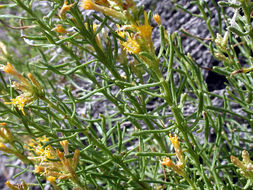 Image of green rabbitbrush