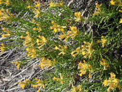 Image of green rabbitbrush