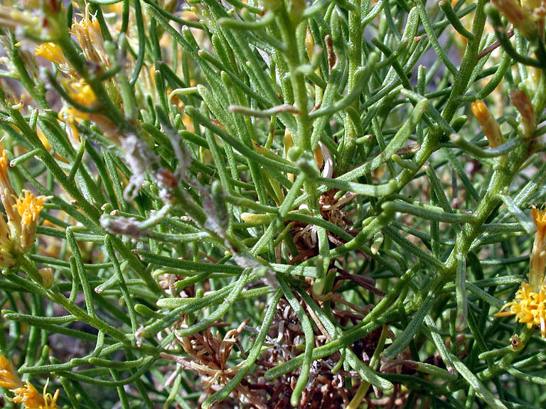 Image of green rabbitbrush