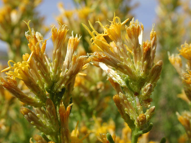 Ericameria teretifolia (Dur. & Hilg.) Jepson resmi