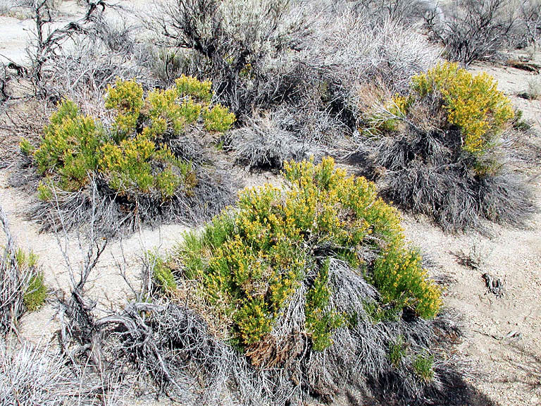 Ericameria teretifolia (Dur. & Hilg.) Jepson resmi