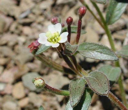 Chylismiella pterosperma (S. Watson) W. L. Wagner & Hoch resmi